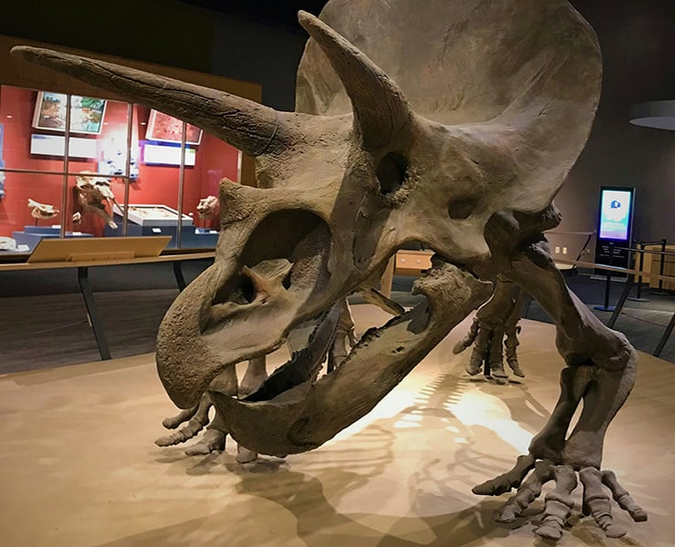 dino fossil - richard-martin-unsplash