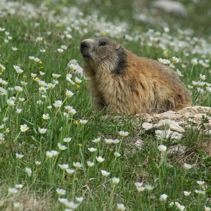 groundhog image by thomas jarrand unsplash