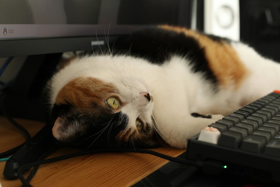 image of a sleepy cat on a computer keyboard - image by zheng kai - unsplash